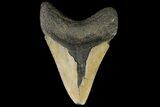Bargain, Megalodon Tooth - North Carolina #83893-1
